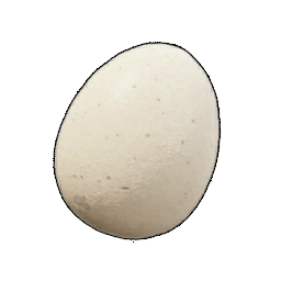 Egg